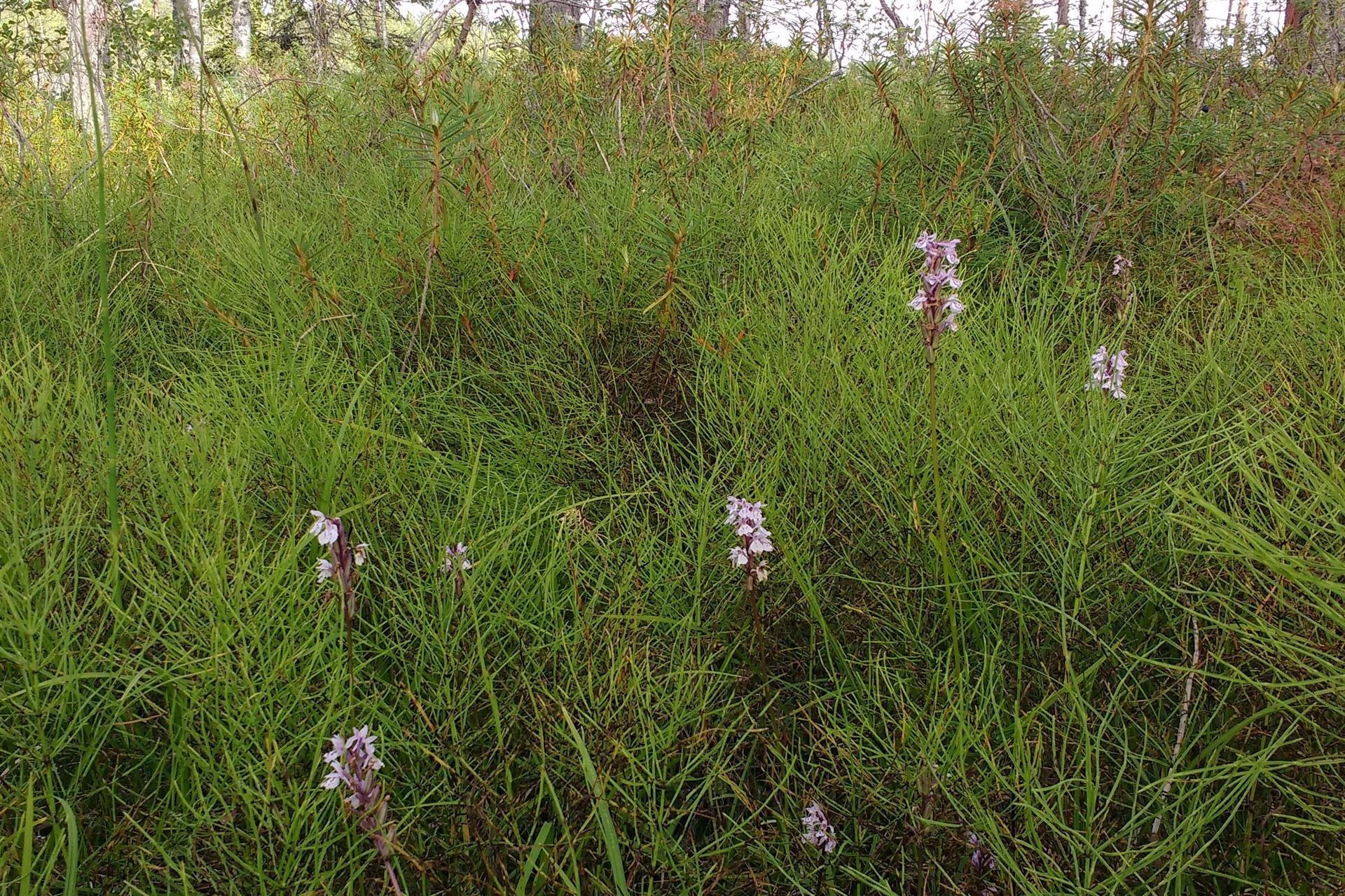 Orkidéer, Jungfru Marie nycklar (Dactylorhiza maculata)