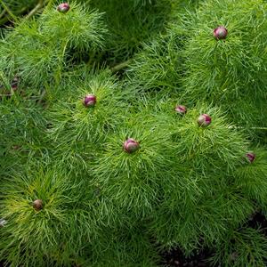 Tillipioni tenuifolia