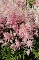 Jaloangervo Silvery Pink