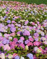 Jalohortensia Endless Summer Bloom Star