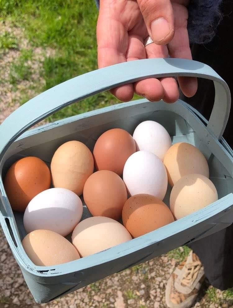 Ägg från våra egna höns på gården