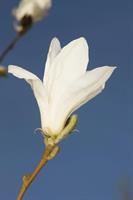 Japaninmagnolia kobus