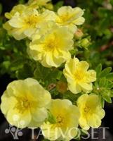 Pensashanhikki Lemon Meringue