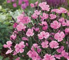 Sulkaneilikka Dinetta soft pink