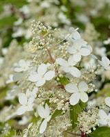 Hortensia Mustilanhortensia