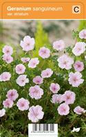 Neidonkurjenpolvi - Geranium sanguineum var. striatum