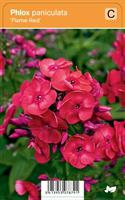 Syysleimu 'Flame Red'
