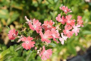 Palavarakkaus Carnea