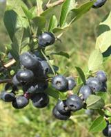 VACCINIUM 'NORTH BLUE' pensasmustikka