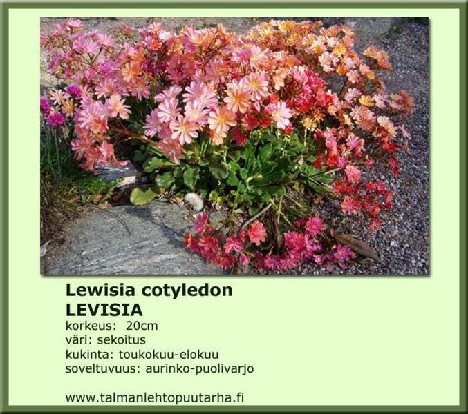 Levisia ’Sunset Strain’ 